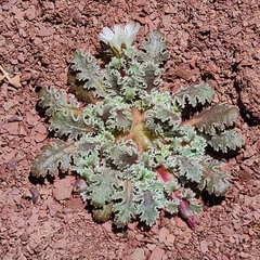 Glyptopleura marginata