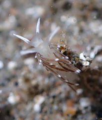 Cuthonella cocoachroma