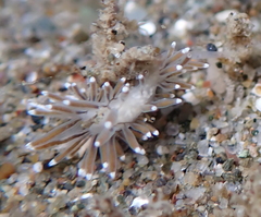 Cuthonella cocoachroma