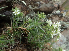 Sabulina nuttallii fragilis
