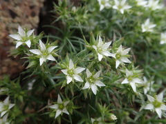 Sabulina nuttallii fragilis
