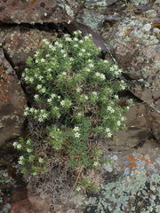Sabulina nuttallii fragilis