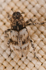Cylindrocopturus