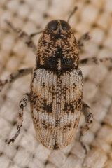 Cylindrocopturus