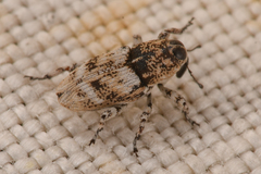 Cylindrocopturus