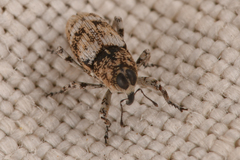 Cylindrocopturus