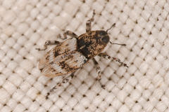 Cylindrocopturus