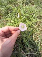 Callirhoe alcaeoides