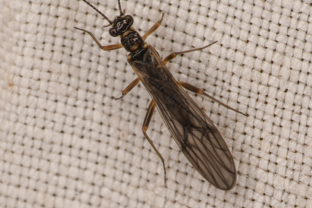 Delicate Forestfly