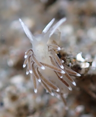 Cuthonella cocoachroma