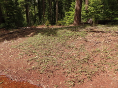 Arctostaphylos nevadensis