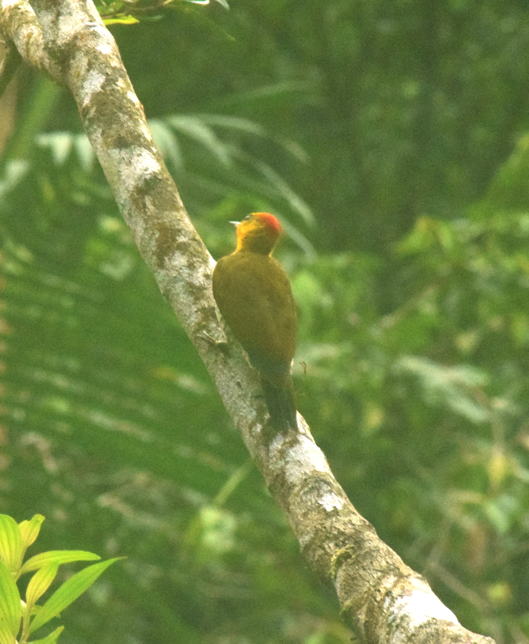 Yellow-throated Woodpecker illustration