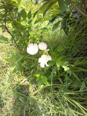 Callirhoe alcaeoides