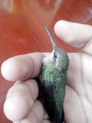 Trochilidae
