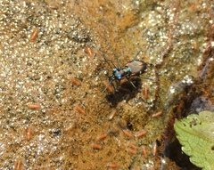 Cylindera psilica