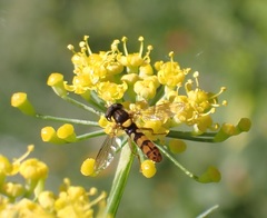Sphaerophoria pyrrhina