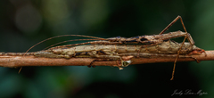 Neohirasea hongkongensis