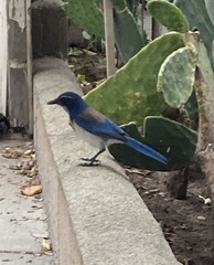 Aphelocoma californica