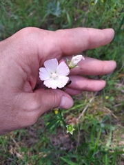 Callirhoe alcaeoides