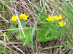 Caltha palustris palustris