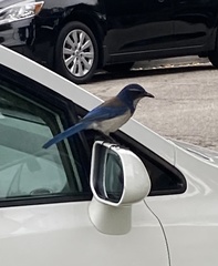 Aphelocoma californica