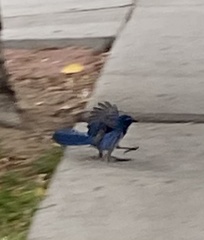 Aphelocoma californica