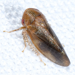 Reticopsis