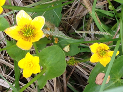 Caltha palustris palustris