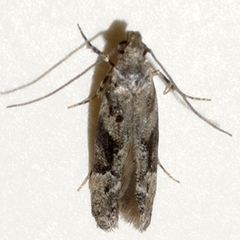 Coleotechnites atrupictella