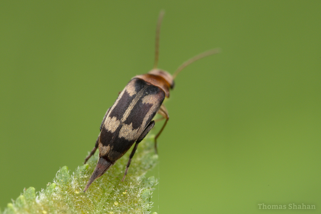 Falsomordellistena