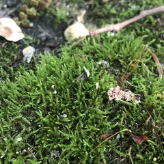 Amblystegium