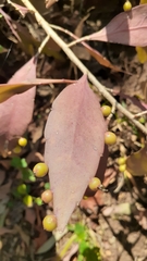 Pseudorhipsalis ramulosa