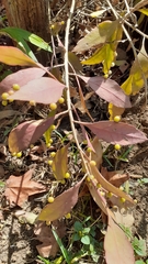 Pseudorhipsalis ramulosa