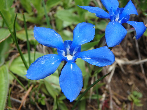 Image of Gentiana pumila by (c) Daniel Cahen, some rights reserved (CC BY)