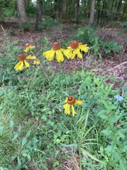 Helenium campestre
