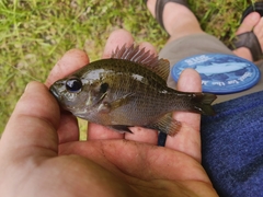 Lepomis miniatus