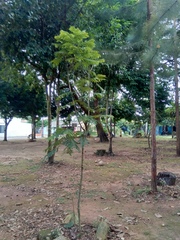 Jacaranda obtusifolia