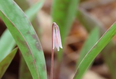 Erythronium propullans