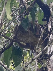 Pseudochirops archeri