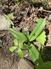 Clintonia umbellulata