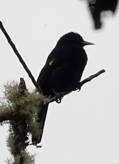 Cacicus chrysonotus leucoramphus
