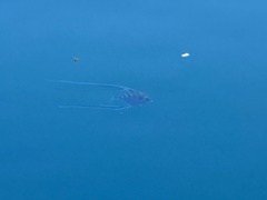 Alectis ciliaris