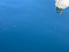 Alectis ciliaris