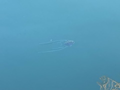 Alectis ciliaris