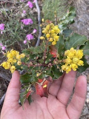 Berberis piperiana