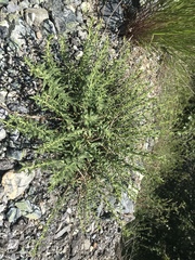 Hyssopus officinalis