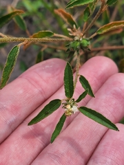Croton glandulosus septentrionalis