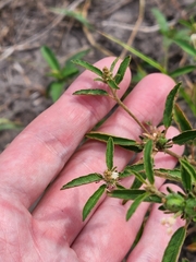 Croton glandulosus septentrionalis