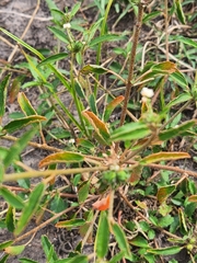 Croton glandulosus septentrionalis
