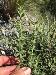 Hyssopus officinalis